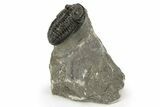 Detailed Gerastos Trilobite Fossil - Morocco #226611-3